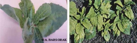 Lokal yaprak lezyonları belirtileri ve Enfekte olmuş ayçiçeği bitkisi